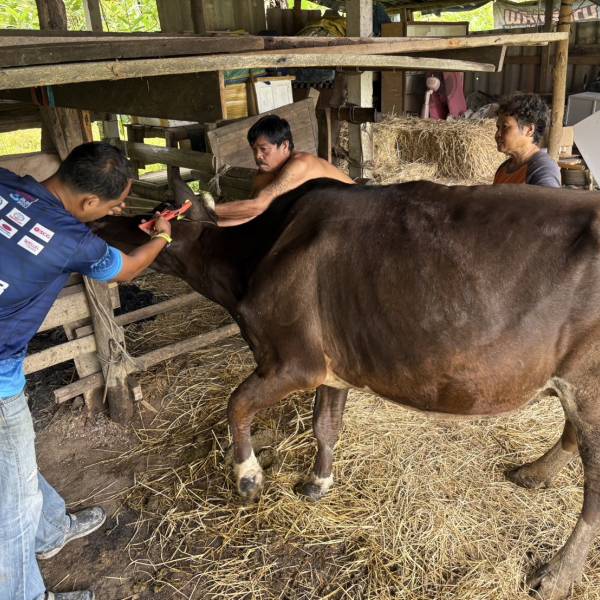 สำนักงานปศุสัตว์อำเภอเมืองลงพื้นที่ฉีดวัคซีนโคนมอำเภอเมืองชุมพร 