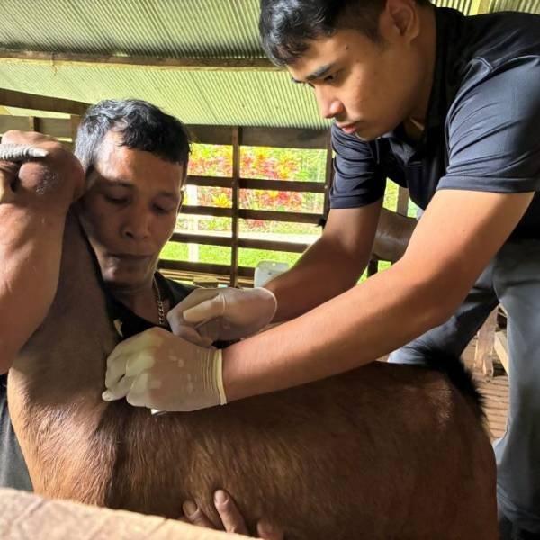 ฉีดวัคซีนป้องกันโรคปากและเท้าเปื่อย (FMD) ให้กับแพะเนื้อของนายมานะ สงวนพันธ์ (ฟาร์มเครือข่ายสัตว์พันธุ์ดี) ตำบลทับปุด อำเภอทับปุด